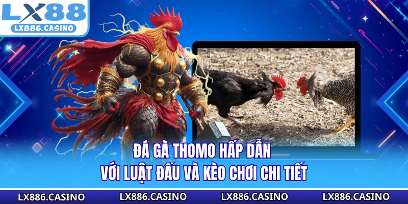 Đá Gà Thomo Hấp Dẫn Với Luật Đấu Và Kèo Chơi Chi Tiết